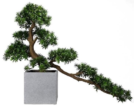 植物租賃業(yè)務(wù)適合哪些場(chǎng)合呢
