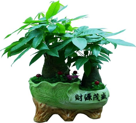 花卉租擺對(duì)季節(jié)有要求嗎？你必須掌握的12月養(yǎng)護(hù)技巧！