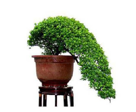 綠植租賃和購(gòu)買綠植有什么差異呢？