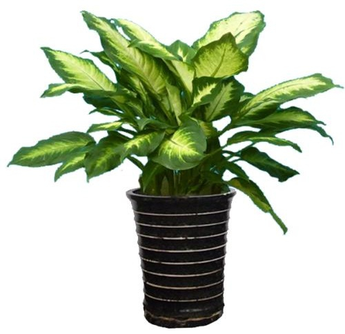 適合花卉租擺的植物有哪些，租擺價(jià)格標(biāo)準(zhǔn)是什么